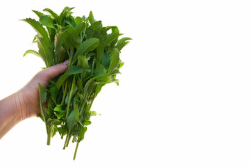 Green stevia bunch in hand isolated on white background. Food grade vegetable sweetener.Stevia rebaudiana.Vegetable sweetener.Stevia plant.Alternative Low Calorie Vegetable Sweetener.Sugar substitute