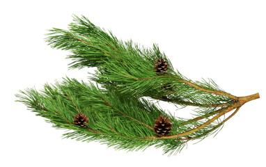 pine branch with cones, isolated on transparent without shadow. PNG Close-up. Christmas. New Year.