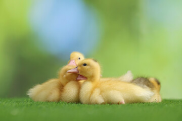 Cute fluffy ducklings on artificial grass against blurred background, closeup. Baby animals