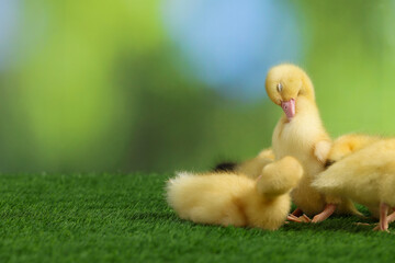 Cute fluffy ducklings on artificial grass against blurred background, space for text. Baby animals