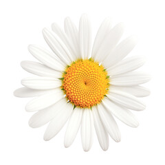daisy isolated on transparent background, PNG file