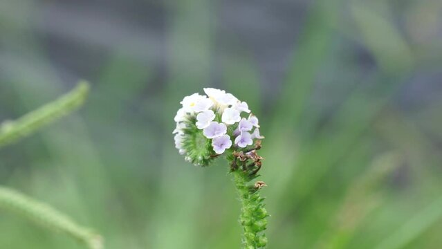 Heliotropium indicum with a natural background. Also called Sangketan, buntut tikus, Indian heliotrope, Indian Turnsole, Heliophytum indicum, Heliotropium parviflorum.