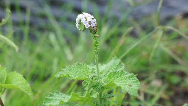 Heliotropium indicum with a natural background. Also called Sangketan, buntut tikus, Indian heliotrope, Indian Turnsole, Heliophytum indicum, Heliotropium parviflorum.