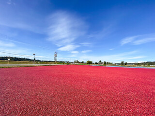 Wide view of the Cranberry Bog with Blue Sky