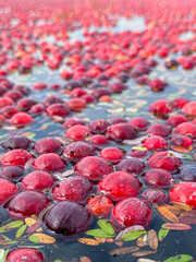 Floating Fresh Cranberries in the Harvest Season