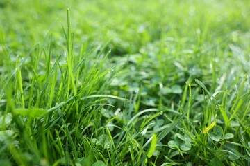 Fresh green grass with water drops growing outdoors in summer, closeup