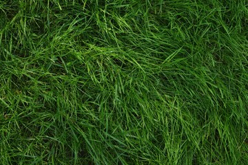 Fresh green grass as background, top view