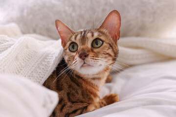 Cute Bengal cat lying on bed at home, closeup. Adorable pet