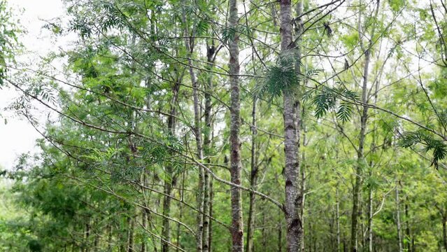 Silver Oak tree, Grevillea robusta tree or Kalla tree or Proteaceae tree