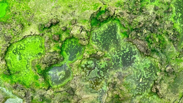 grunge, fern, floor, macro, fungus, moss, forest, lichen, small, spring, soil, grass, dirty, brick, block, concrete, heap leaching, copper acid, mining, copper heap leaching, copper, acid, fresh, gard