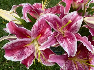 Pink lily