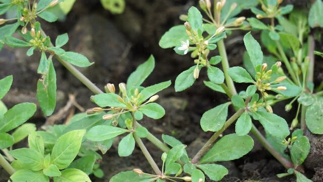 Mollugo verticillata (green carpetweed, Indian chickweed, Devil's Grip, Whorled Chickweed). This plants have historically been utilized as vegetables or for medicinal benefits