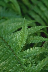 Details of fern leaves