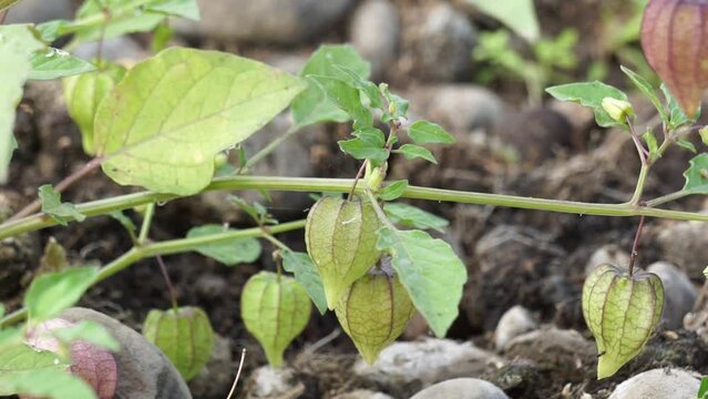 Physalis angulata (ceplukan, ciplukan, husk tomatoes, groundcherries, physalis peruviana, Inca berry, Cape gooseberry, poha berries, golden berries) tropical plant that is useful for medicine or fruit