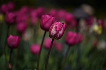 Beautiful colorful tulips in spring