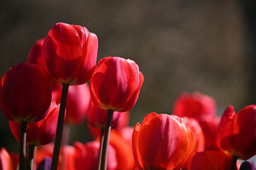 Obraz premium Beautiful colorful tulips in spring