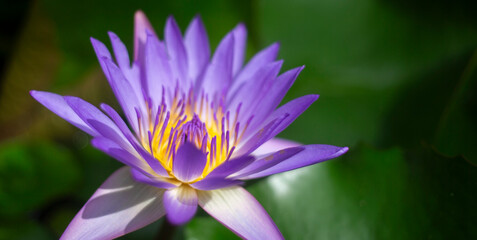 Fototapeta premium Purple lotus blooming in the pond with green leaf background