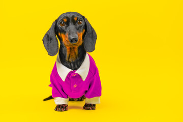 Dog in raspberry shirt is sitting in anticipation of holiday, party saddened by lack of attention Elegant dachshund posing for ad children clothing Fashion for pet Puppy waiting for owner for walk - obrazy, fototapety, plakaty