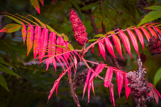 Autumn coloration of Rhus typhina (Staghorn sumac, Anacardiaceae). Blurred background. Selective focus. Close-up. Red and green sumac leaves., autumn concept