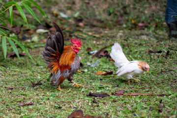 chickens in farm