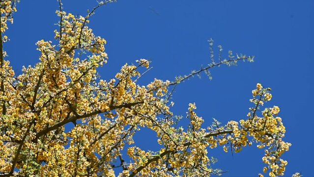 slow motion video of traditional yellow flowered cordoba espinillo and some bees passing through the blue sky