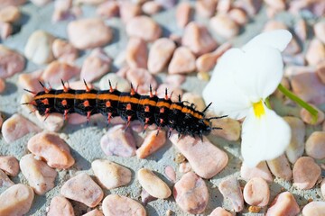 ピンクの石の洗い出しの庭を歩く赤と黒のトゲトゲのツマグロヒョウモンの幼虫と白いビオラの花