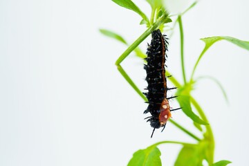 白背景に緑色のビオラの葉に尾を付けた前蛹の後頭部が裂け変態の始まった黒のツマグロヒョウモンの幼虫