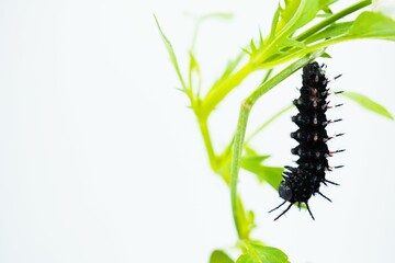 ホワイトバックに食草のビオラの葉に尾を付けて懸垂し前蛹姿になった黒のツマグロヒョウモンの幼虫