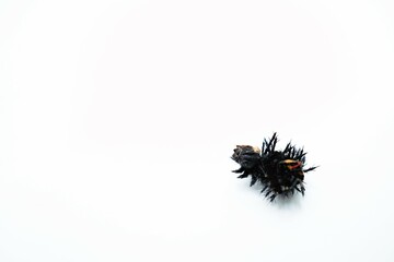 白背景に蛹になったときに脱いで落ちたツマグロヒョウモン蝶の幼虫の皮