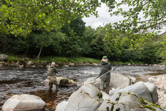 Salmon fisherman with his grille casting his fly into the Avon River, Moray, Scotland, United Kingdom. 