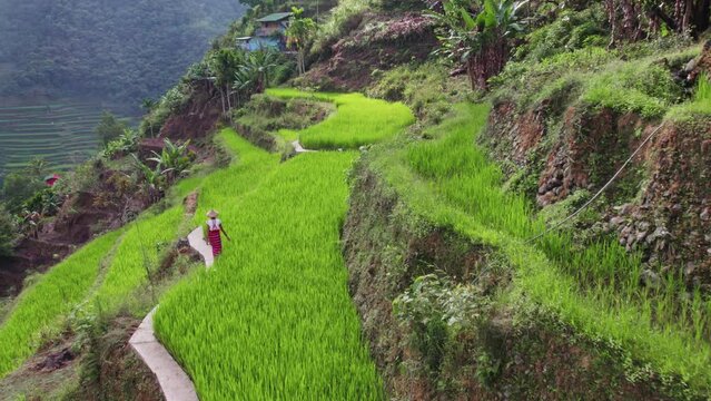 Agricultural Laborer Strolling Alongside Rice Fields