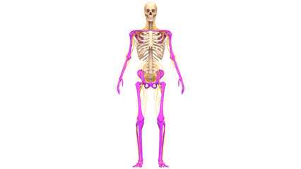 Human Skeleton System Appendicular Skeleton Bone Joints Anatomy