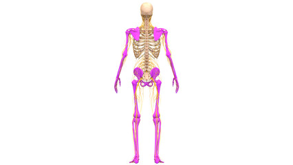 Human Skeleton System Appendicular Skeleton Bone Joints Anatomy