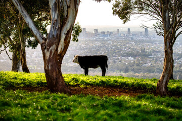 cows in the field, Adelaide