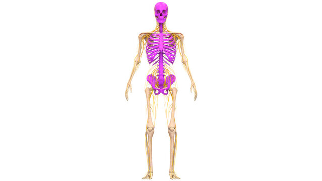 Human Skeleton System Axial Skeleton Bone Joints Anatomy