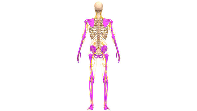 Human Skeleton System Appendicular Skeleton Bone Joints Anatomy