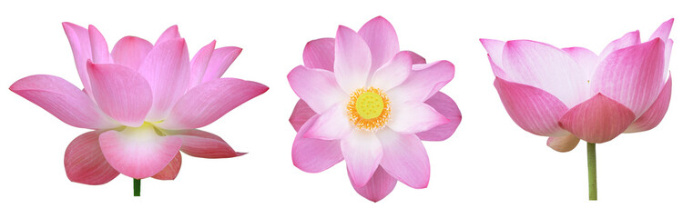 Fototapeta premium Collection of beautiful pink lotus flower on isolated background. Tropical water plant concept