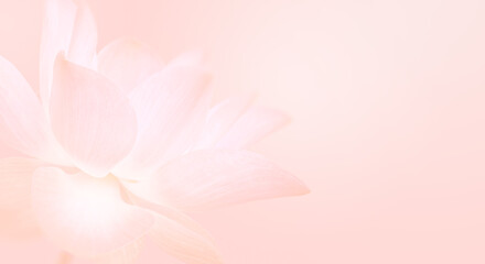 Pink lotus petals on abstract blur background. Soft pink lotus pastels background, Luxury wallpaper