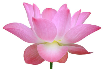 Beautiful pink lotus flower on isolated background. Tropical water plant concept