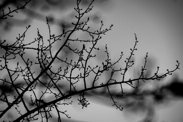 Fototapeta na wymiar Close up of bare branches against sky