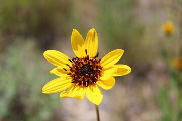 yellow wild flower