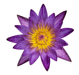 Fototapeta premium Beautiful purple lotus flower on isolated background.