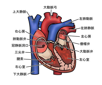 心臓の解剖