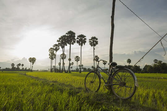 Countryside Around Kampot, With Rice Fields And Palm Trees On The Landscape, Kampot, Cambodia