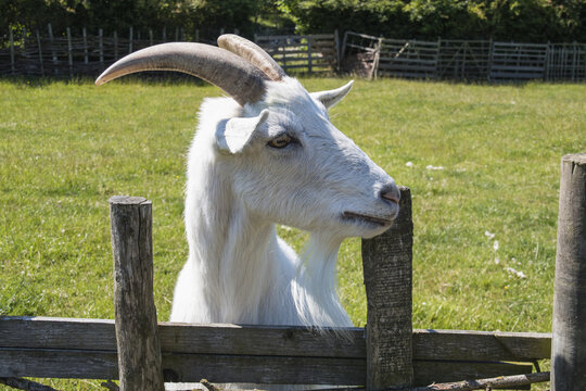White Goat Standing At A Wooden Fence; Jarrow, England