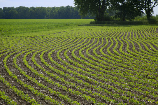 Field Of Early Growth Soybeans With An Alfalfa Field And Trees In The Background; Xenia, Ohio, United States Of America