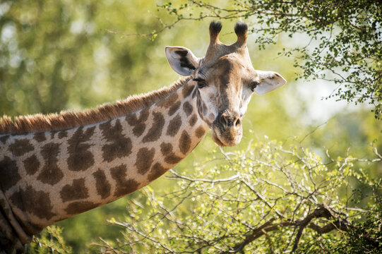 Giraffe (Giraffa Camelopardalis), Kruger National Park; South Africa