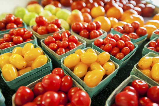 Yellow And Red Cherry Tomatoes In Containers; Denton, Maryland, United States Of America