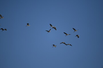 Chinese pond heron flying on sky.