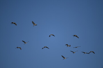 Chinese pond heron flying on sky.